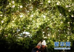 <b>圣诞树“下岗”后去哪儿？有多少树可以重来……</b>