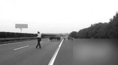 <b>自贡：货车平安夜侧翻 ＂二师兄＂出笼过圣诞 6交警赤手擒猪</b>