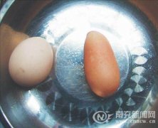 <b>南充一母鸡产下7.5厘米巨型长蛋 形状如梭子</b>