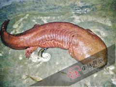 <b>重庆:巫山县一养殖场现90斤百岁娃娃鱼 配种险生吞“配偶”</b>