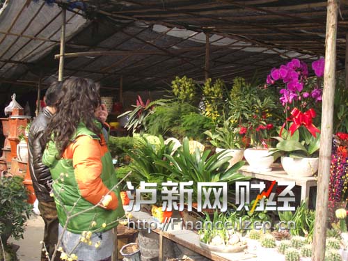 临近2015春节，泸州市民开始选购兰花