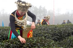 <b>泸州立春茶农采茶忙 特早茶香引客来</b>