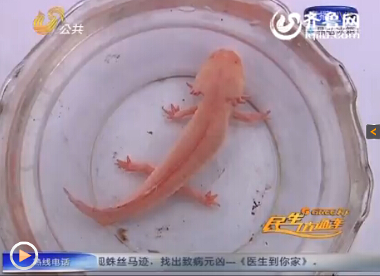“怪鱼”全身没有鳞，呈粉红色。（视频截图）