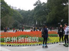 <b>泸州：27万盆鲜花伴市民过羊年春节</b>