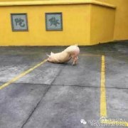 <b>浙江一头猪跑到寺院跪拜引围观 警察点破称实为有病</b>