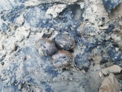 <b>河南村民从土坑内挖出疑似宋朝莲子：吃着焦香</b>