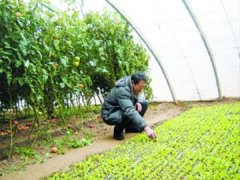 <b>葫芦岛六招强“三农”筋骨（图）</b>