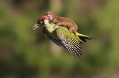 <b>鼬鼠骑啄木鸟“旅行”图片走红网络</b>