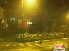 <b>四川:映秀大熊猫深夜漫步街头 过斑马线后失踪</b>