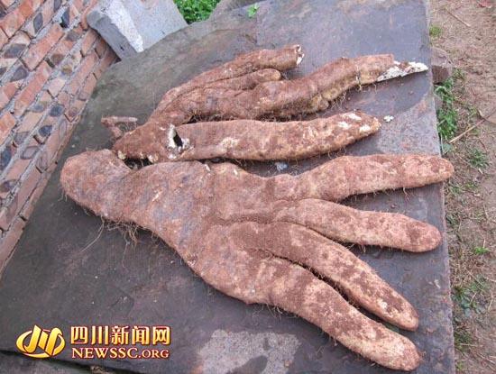 中江大爷种出29斤奇特蔬菜 长4根“大手指”(图)