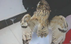 <b>遂宁一餐馆老板将猫头鹰做成汤 7两卖800元</b>