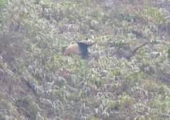 <b>电力工人牛背山上偶遇野生大熊猫晒太阳</b>