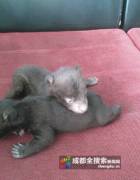 <b>四川：村民捡回2只黑熊幼崽 20天花费上千奶粉钱</b>