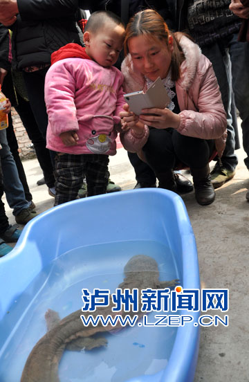 野生娃娃鱼引群众围观(朱茂 摄)