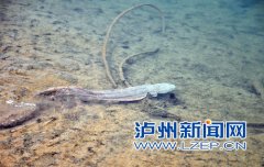 <b>泸州古蔺惊现1米长野生“娃娃鱼”</b>