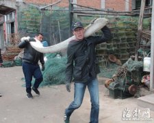 <b>老渔民海中捞出巨骨 腥味重长约3米重100多斤</b>