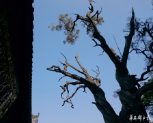 <b>四川西昌2千岁“树王”再度病危 此前已抢救3次</b>