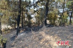 <b>云南一农民放火引发森林火灾 过火面积近百亩</b>