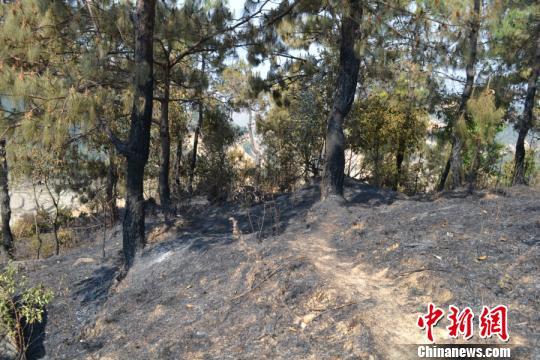 云南一农民放火烧水芭蕉树引发森林火灾过火面积近百亩