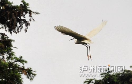 五仙山白鹤展翅