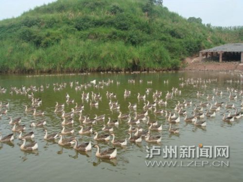 大雁养殖基地
