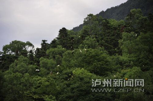 五仙山白鹤林