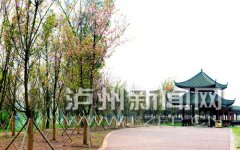 <b>3月21日 泸县龙桥文化生态园樱花林开园了</b>