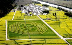 <b>安徽黄山油菜田现巨型八卦图</b>