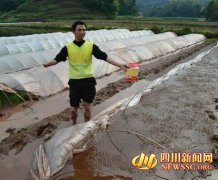 <b>纳溪：“独臂”种粮大户遇烦恼 20亩田优质水稻种子不发芽</b>