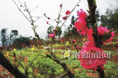 <b>周末 去纳溪太山生态园赏千瓣桃红</b>