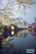 <b>夜赏樱花</b>