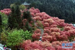<b>重庆：满山红叶似彩霞</b>