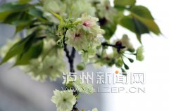 <b>泸州：江阳公园一绿樱变彩色 让人啧啧称奇</b>