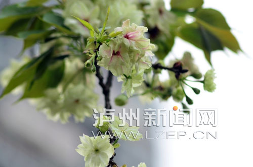 绿樱花