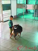 <b>广东2岁男童两次走失均被忠犬寻回</b>