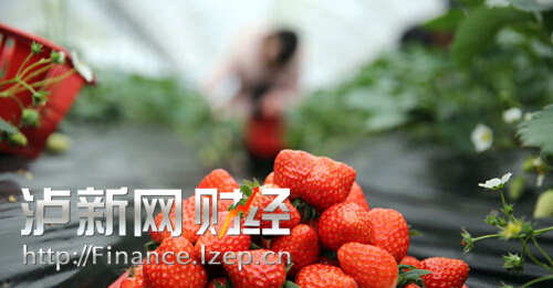 永兴村现代农业园区内的草莓