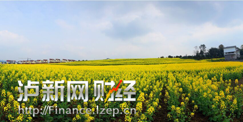 江阳石寨镇凤龙村的大片油菜花