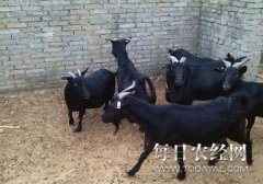 <b>内江加快发展现代畜牧业 让百姓吃上放心肉</b>