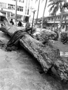 <b>海南：村民疑挖出千年“乌木” 镇政府欲雕佛像当“地标”</b>