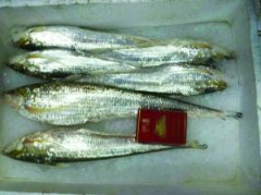 <b>江苏：渔民捕获9两重“江刀王” 1.5万元卖出</b>