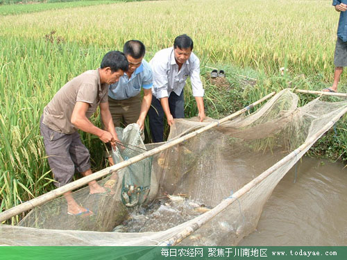 毗卢镇水产养殖.jpg