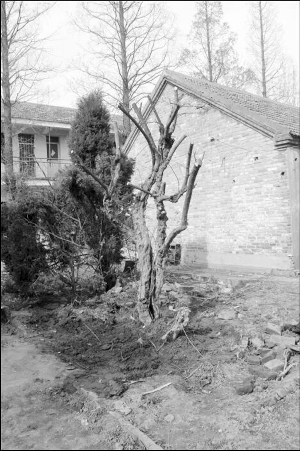 古树已被移回来