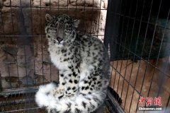<b>青海玉树：雪豹闯牛圈被困 牧民抓获后放回野外</b>