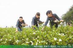 <b>种植茉莉花茶 乐山农民劲头足</b>