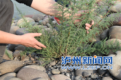 纳溪区林业局工作人员到长江纳溪新乐段河滩清查疏花水柏枝。   刘兵  摄