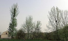 <b>陕西：喜鹊在杨树上搭起8层鸟巢 约2米高</b>