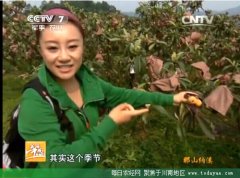 <b>技术骨干下基层 严把纳溪枇杷质量关</b>