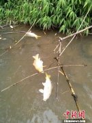 <b>广东丹霞山景区现数千斤死鱼 老鹰食用后丧生</b>