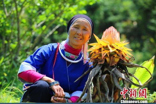 湖南发现2株“地涌金莲”:上次开花34年前