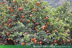 <b>借助电商平台 内江土特产漂洋过海</b>